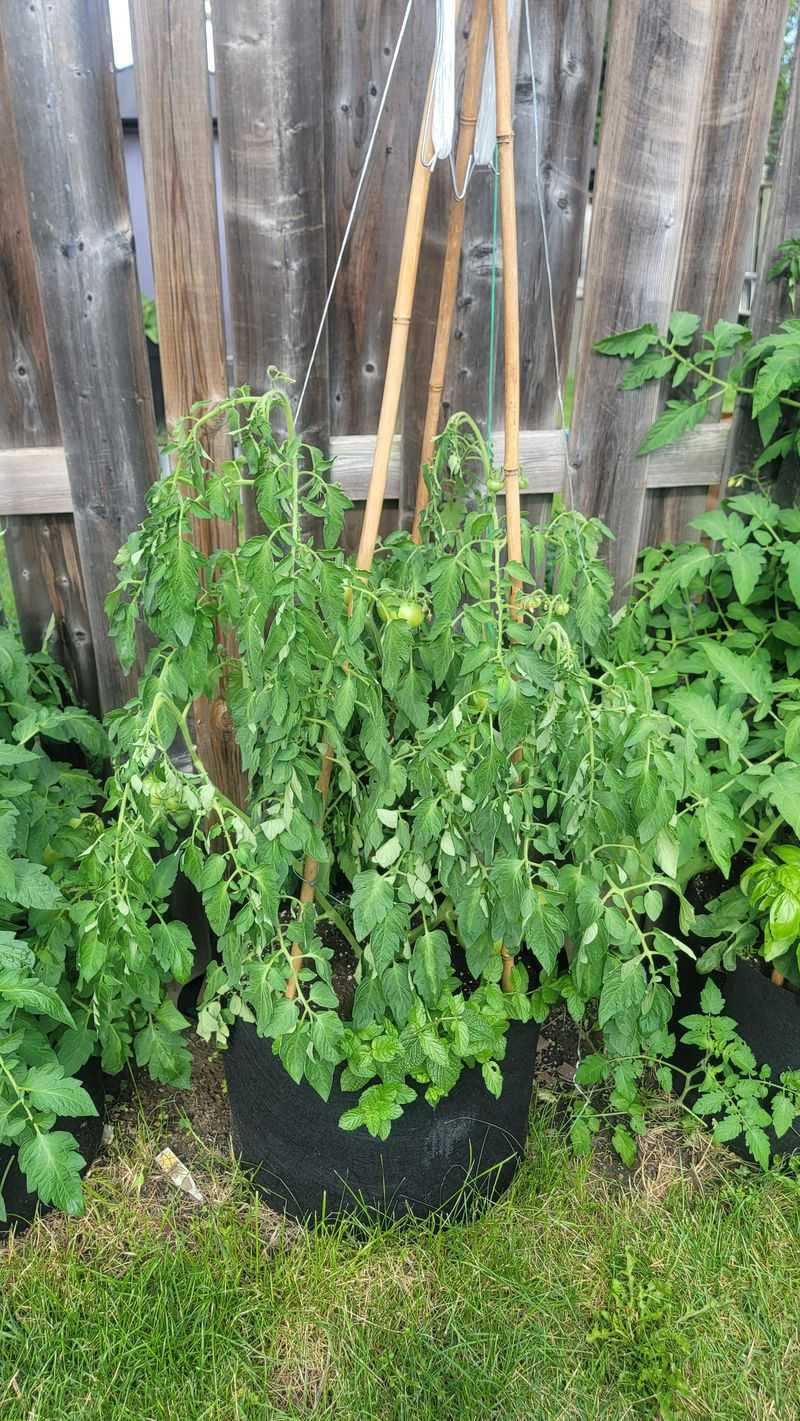 Simple Adjustments That Help West Virginia Plants Stay Upright Simple Adjustments That Help West Virginia Plants Stay Upright
