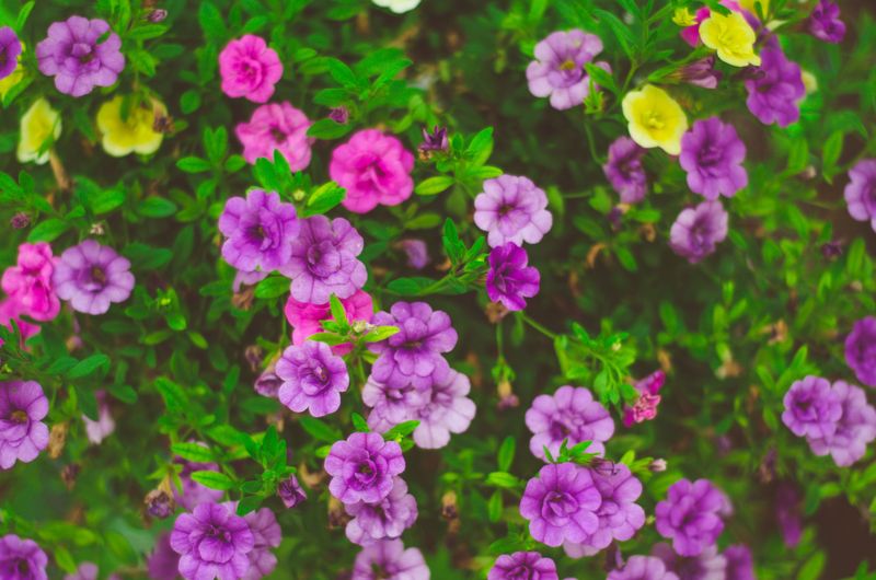 Simple Fixes That Help Calibrachoa Recover Its Bloom Size Simple Fixes That Help Calibrachoa Recover Its Bloom Size