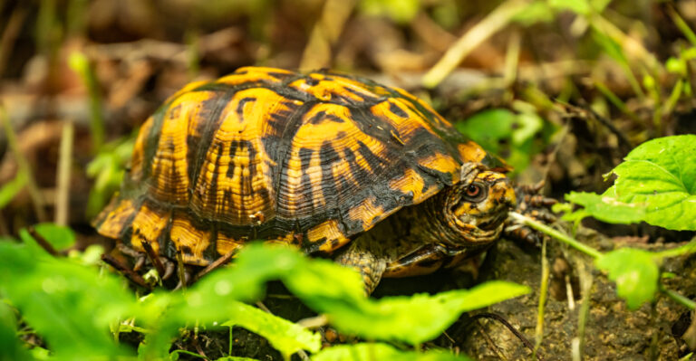 box turtle (featured image)
