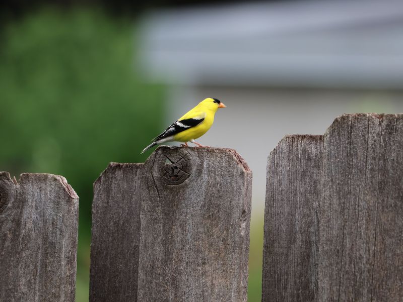 Simple Habits That Keep Goldfinches Coming Back Every Year Simple Habits That Keep Goldfinches Coming Back Every Year