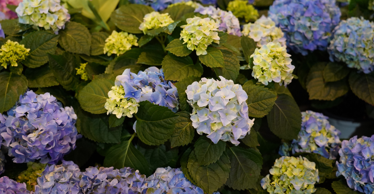 blue hydrangea
