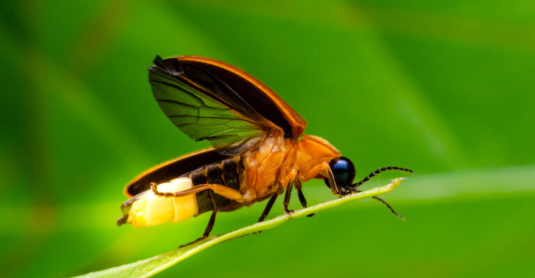 Simple Indiana Yard Changes That Keep Lightning Bugs Coming Back