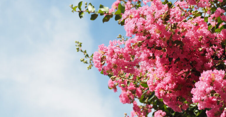 Simple June Care Tips For Virginia Crape Myrtles After Their First Flush of Blooms