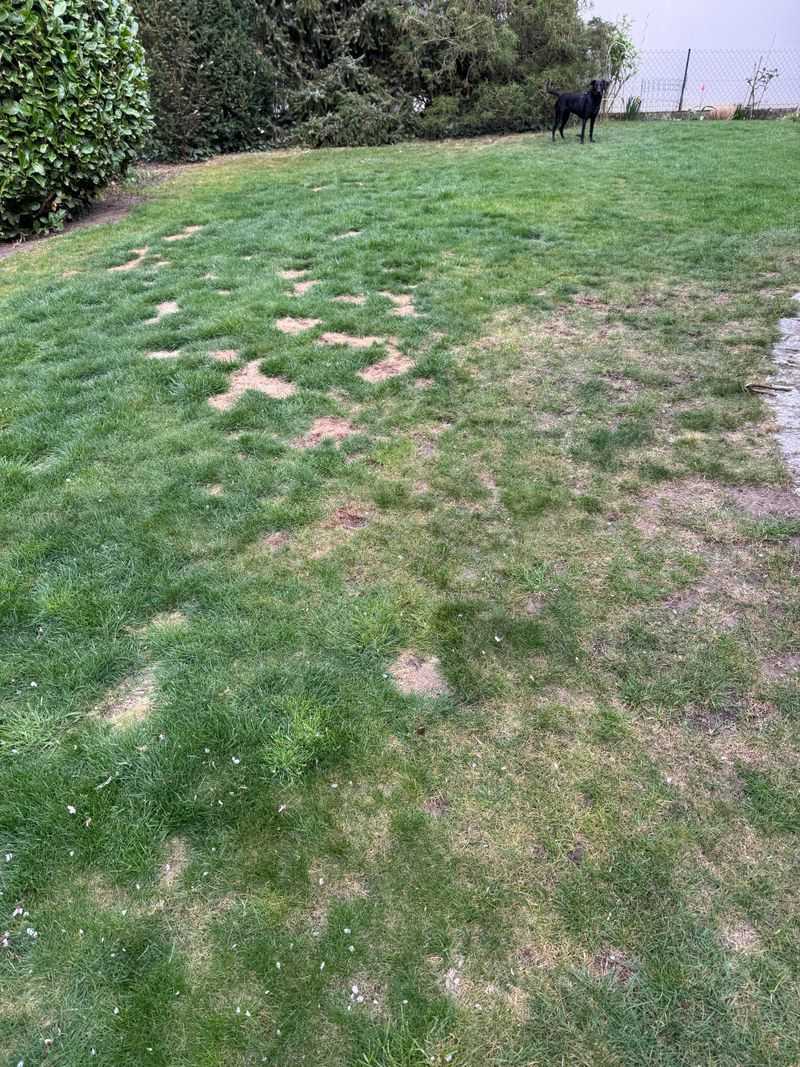 Simple Steps Bring Your Lawn Back Before Summer Peaks Simple Steps Bring Your Lawn Back Before Summer Peaks