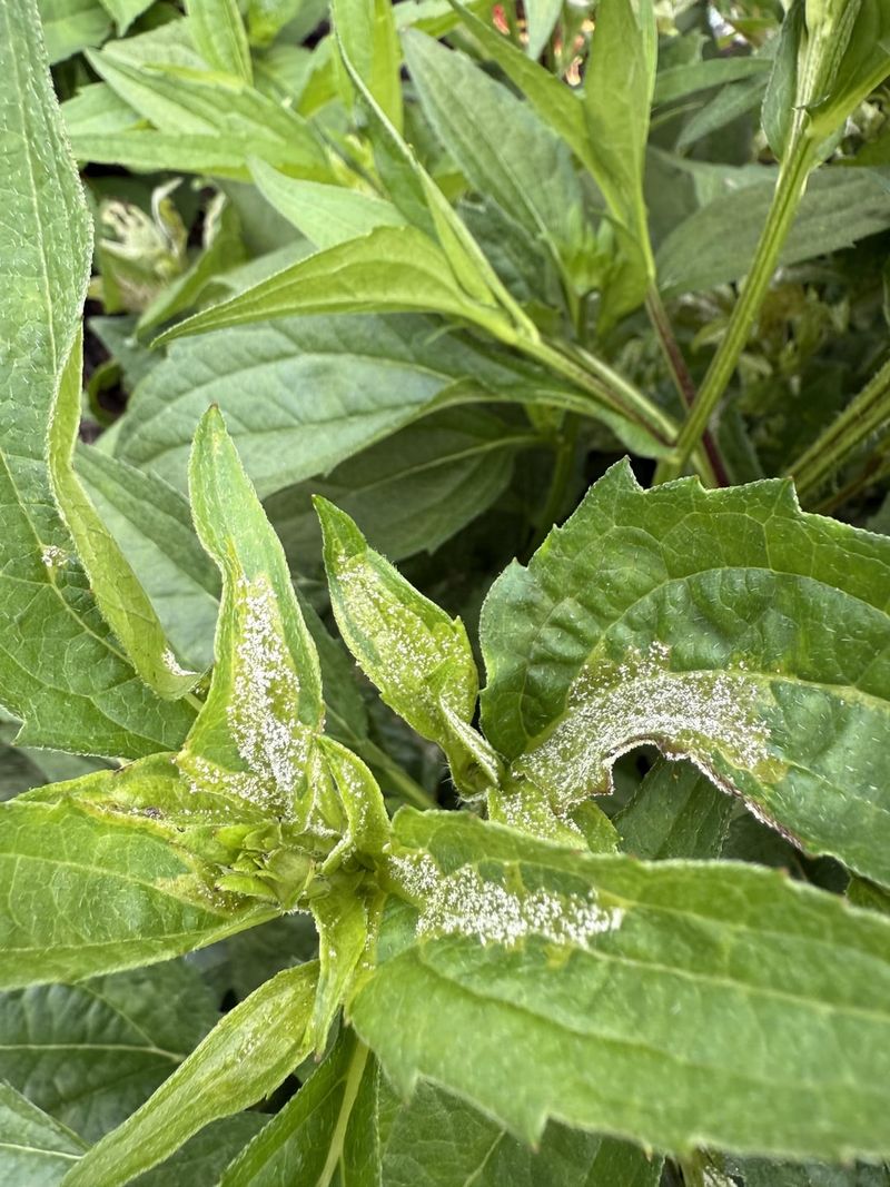 Simple Steps To Treat Powdery Mildew On Black-Eyed Susans