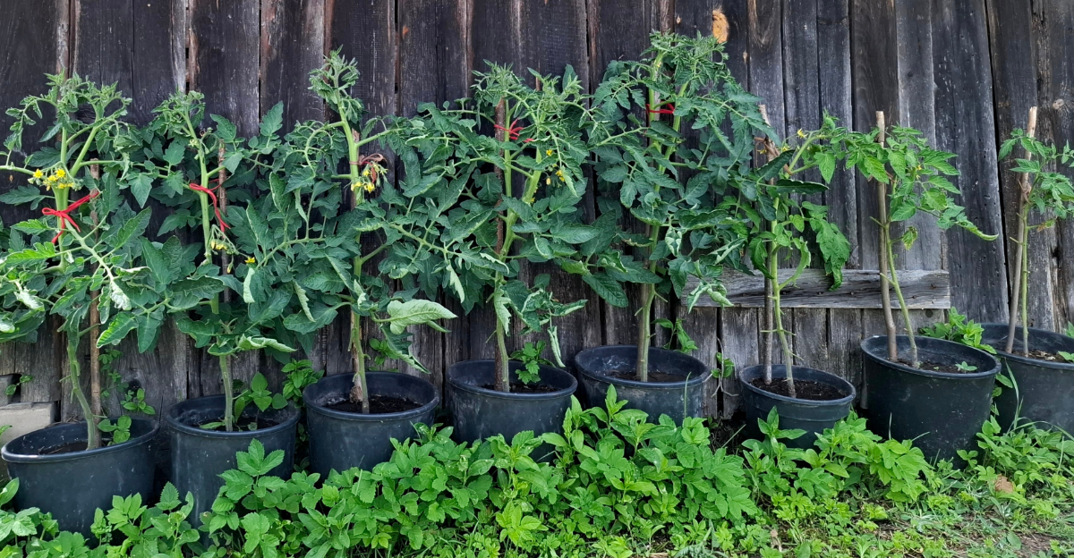 tomatoes in pots
