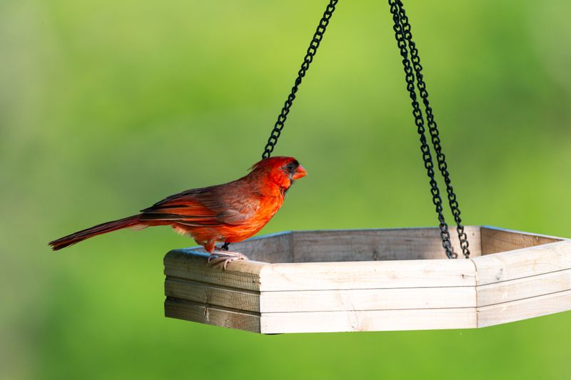 Simple Ways To Bring More Cardinals To Your Space