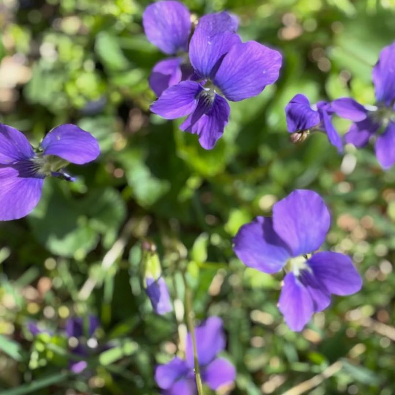Simple Ways To Encourage More Blooms Each Season Simple Ways To Encourage More Blooms Each Season