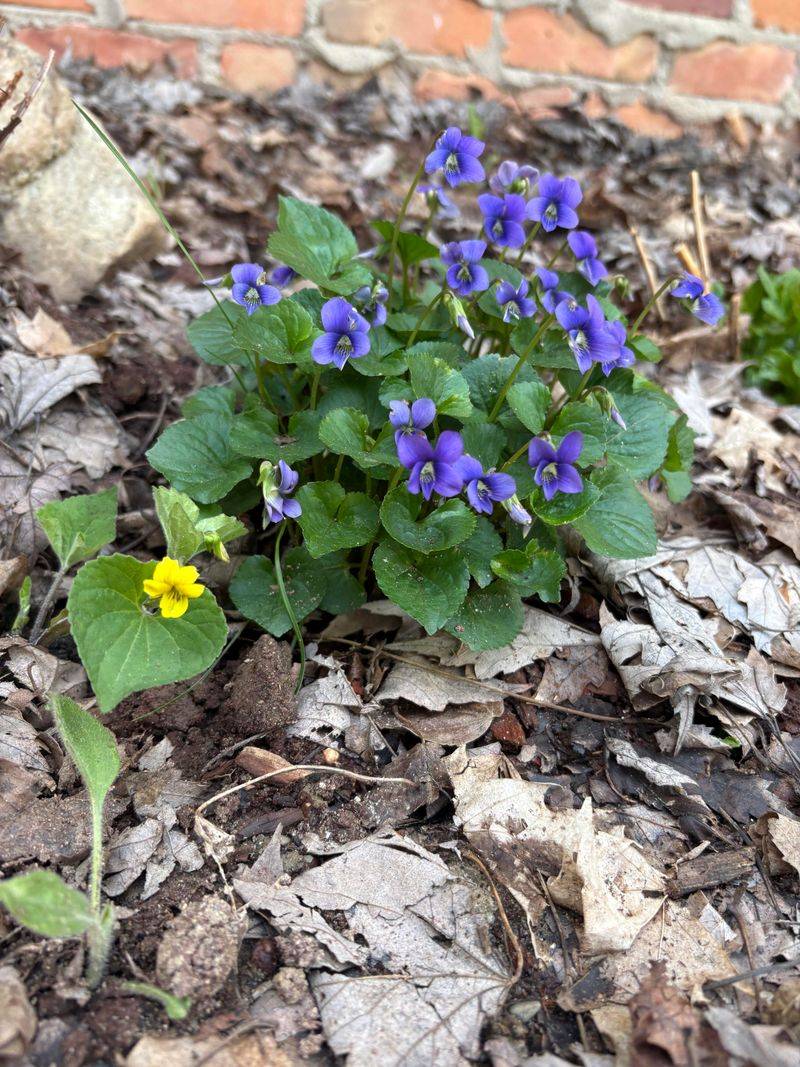 Simple Ways To Encourage More Wild Violet In Your Lawn This Spring