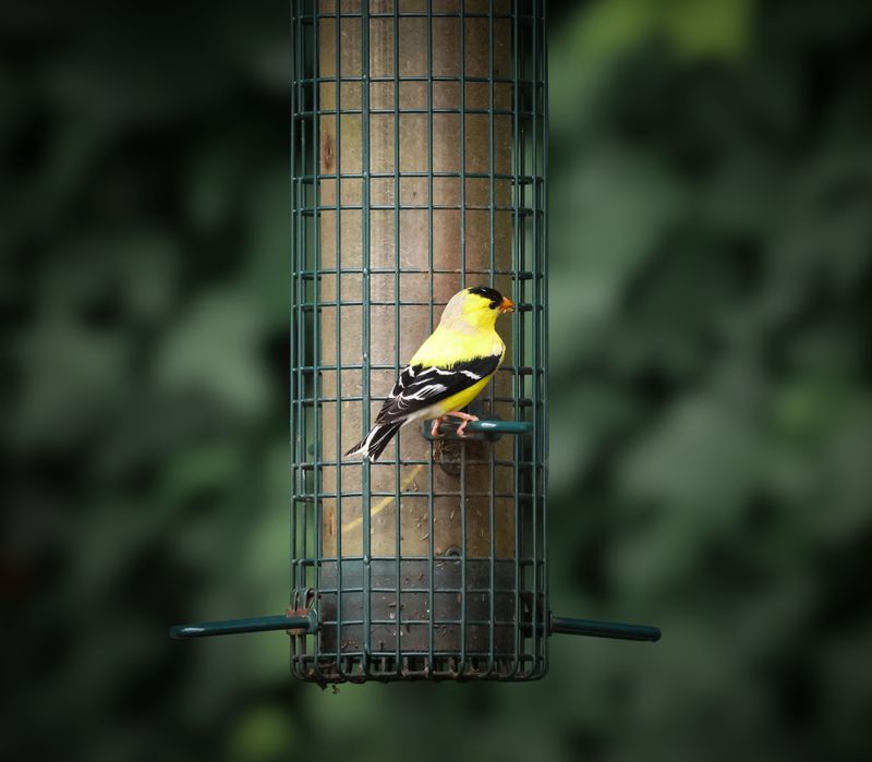 Simple Ways To Make Your Yard More Goldfinch-Friendly