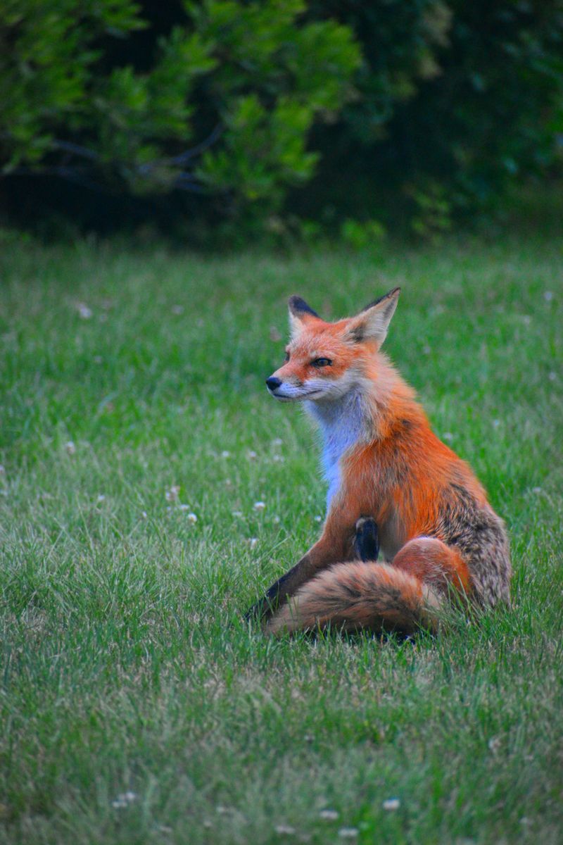 Simple Ways To Make Your Yard More Or Less Welcoming To Foxes