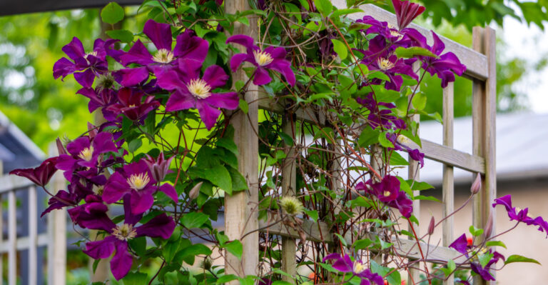 Simple Ways To Revive A Struggling Clematis In California