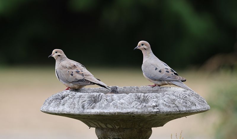 Simple Ways To Welcome More Mourning Doves Back Simple Ways To Welcome More Mourning Doves Back