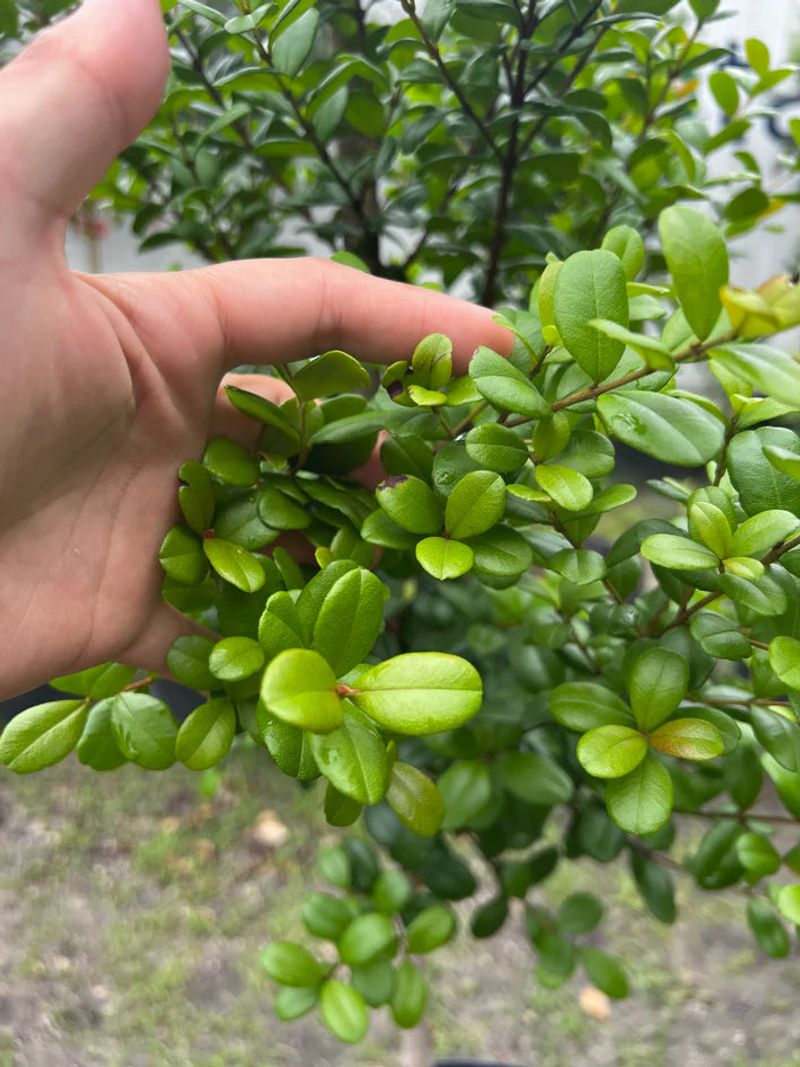 Simpson's Stopper Brings Glossy Structure To Warm Yards Simpson's Stopper Brings Glossy Structure To Warm Yards