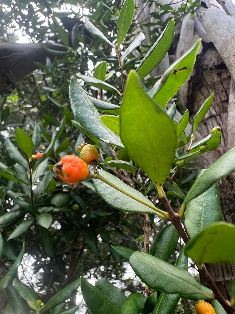 Simpson's Stopper Produces Sweet Fruit In Warm Yards Simpson's Stopper Produces Sweet Fruit In Warm Yards