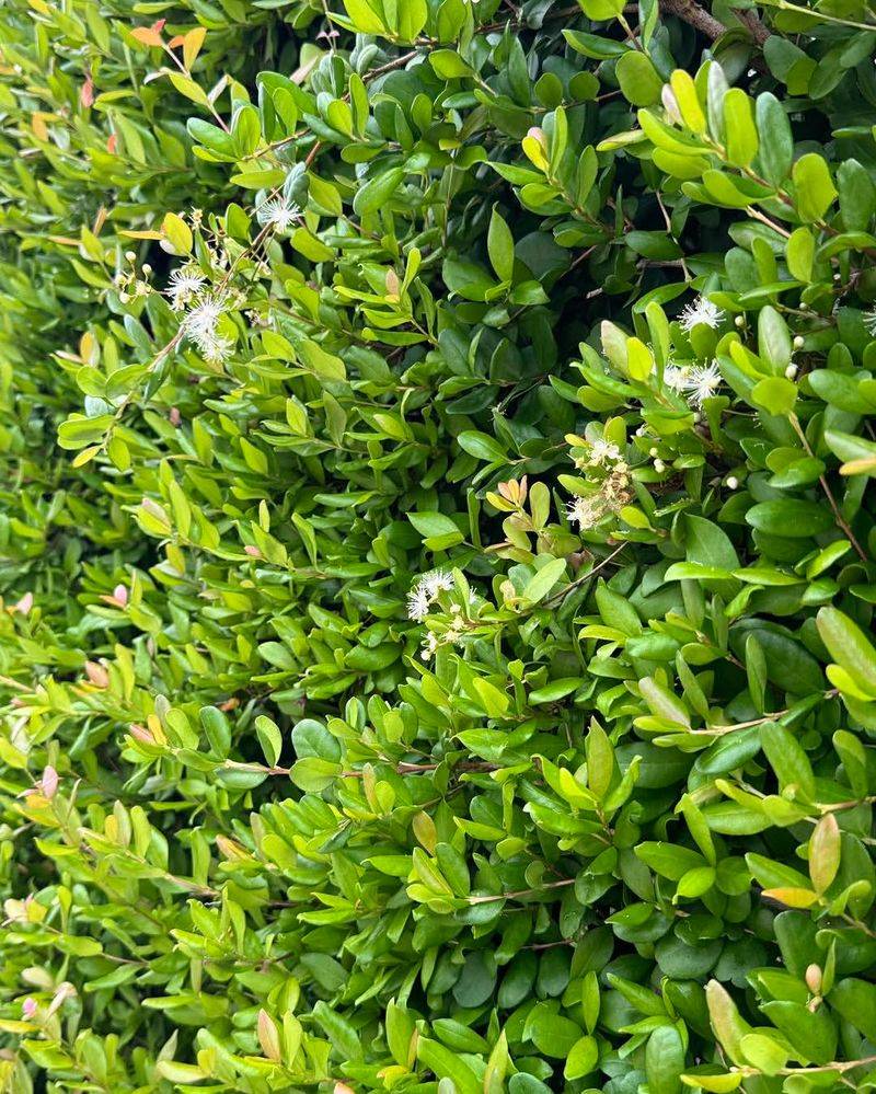 Simpson's Stopper Screens Small Spaces With Bird-Friendly Fruit Simpson's Stopper Screens Small Spaces With Bird-Friendly Fruit