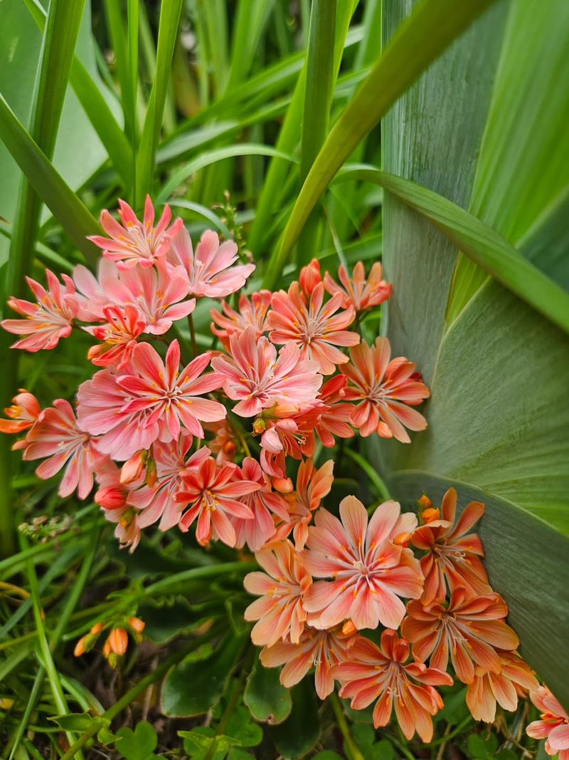 Siskiyou Lewisia Shines In Dry, Well-Drained Spots