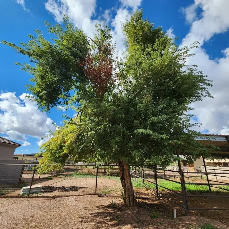 Sissoo Roots Create Long-Term Problems