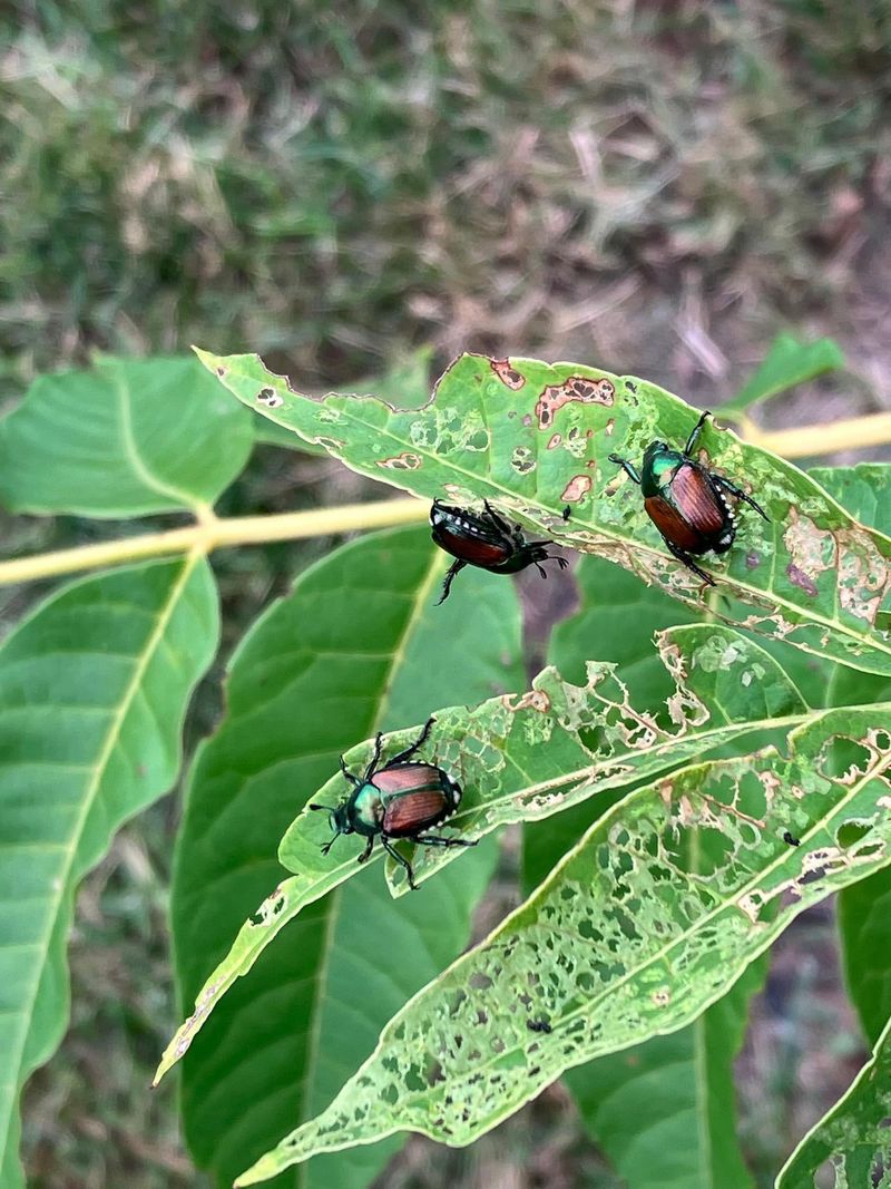 Skeletonized Leaves On Your Plants