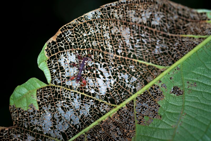 Skeletonized Leaves With Only Veins Remaining