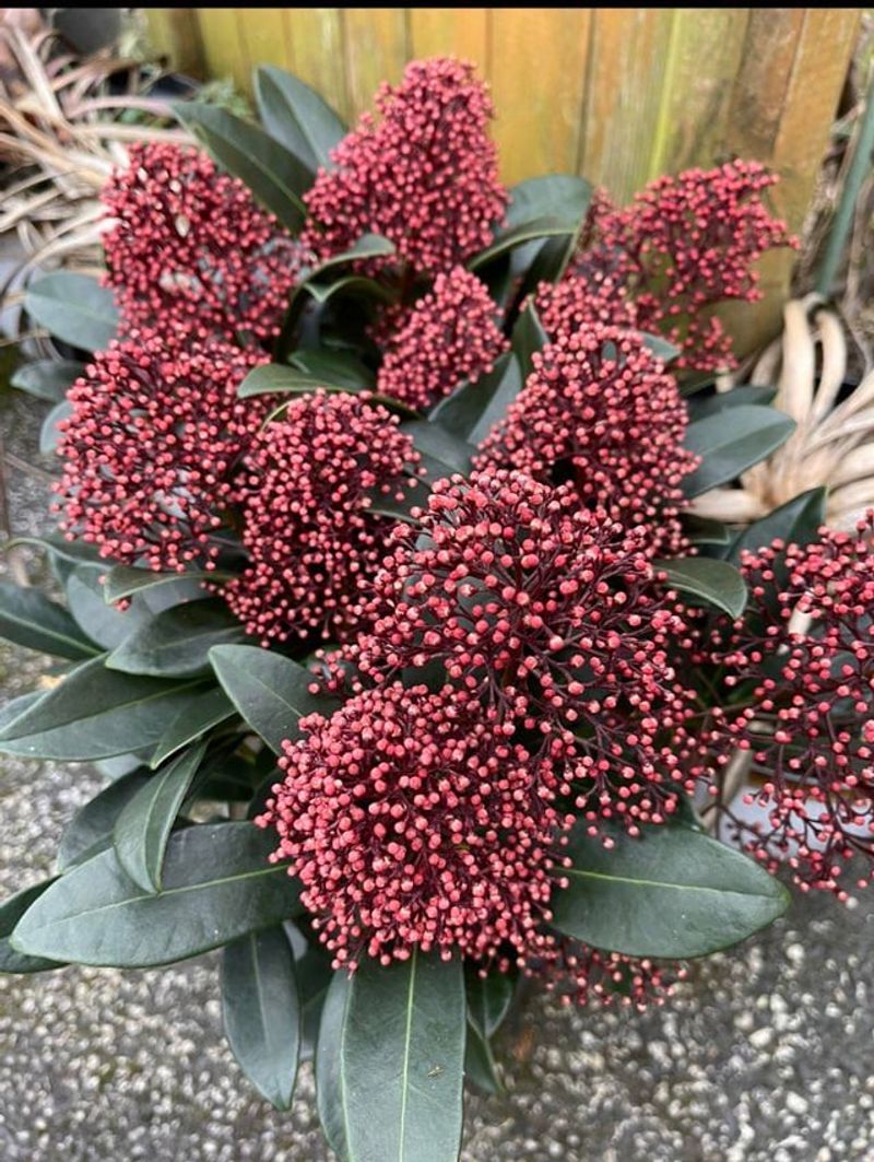 Skimmia Works In Dark Shady Corners