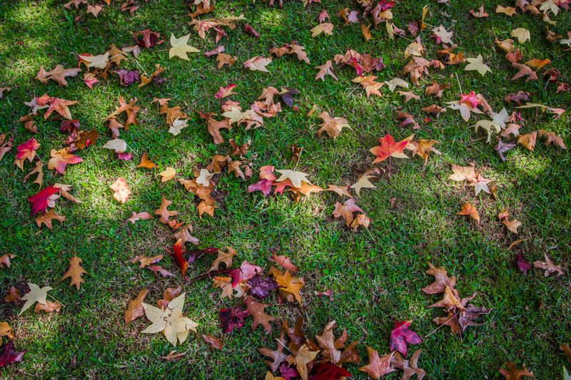 Skip Aeration Until Cooler Fall Temperatures Arrive