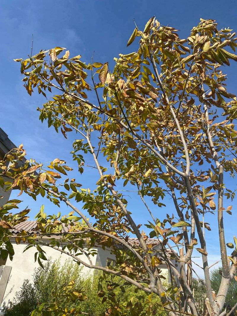 Skip Arizona Ash In Monsoon-Prone Yards