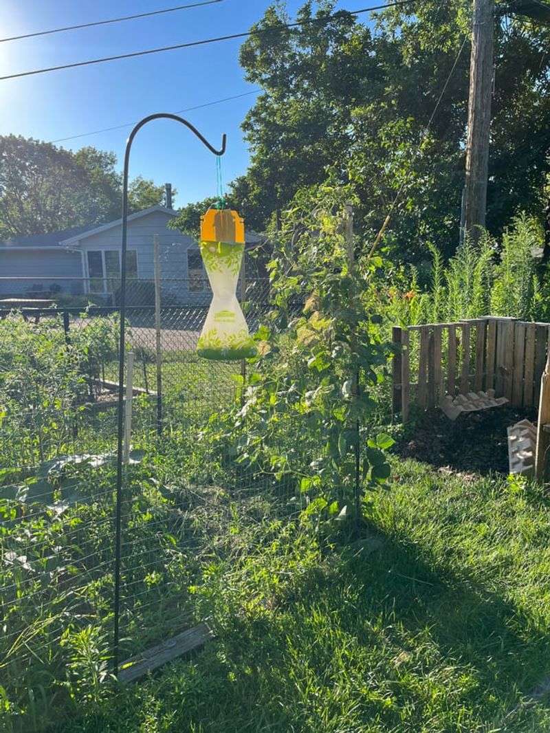 Skip Beetle Traps Near Your Favorite Plants