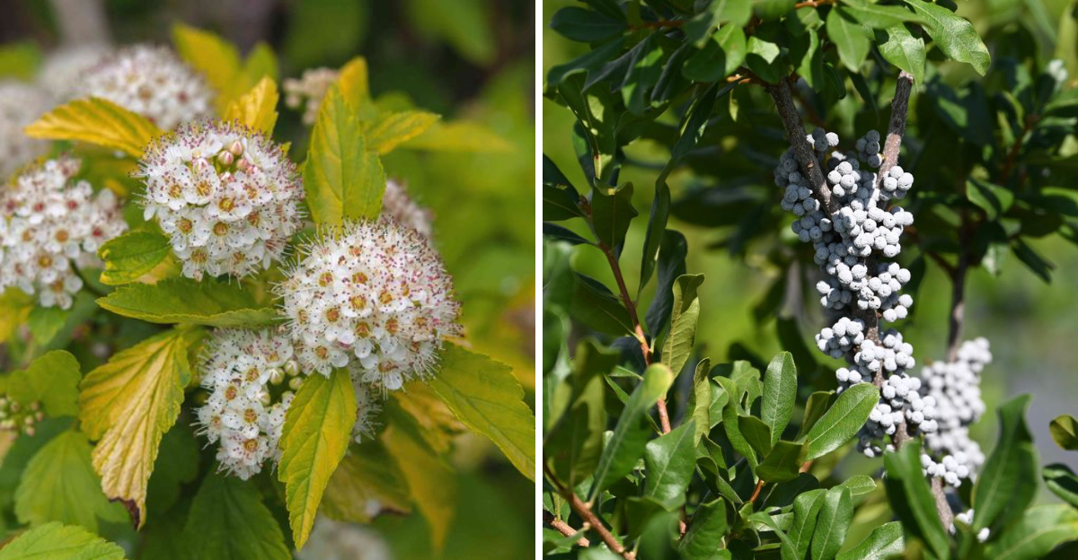 ninebark and northern bayberry