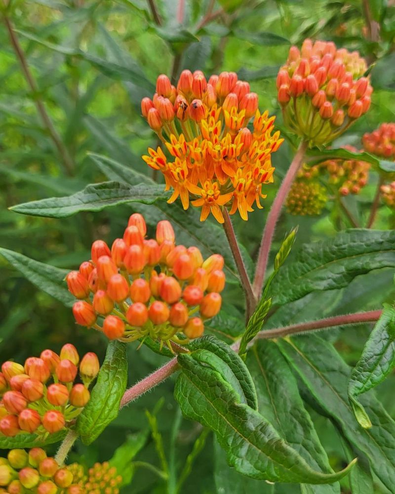Skip Constant Replanting With This Native Perennial