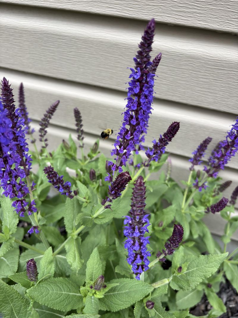 Skip Cutting Fresh Bloom Stems Skip Cutting Fresh Bloom Stems