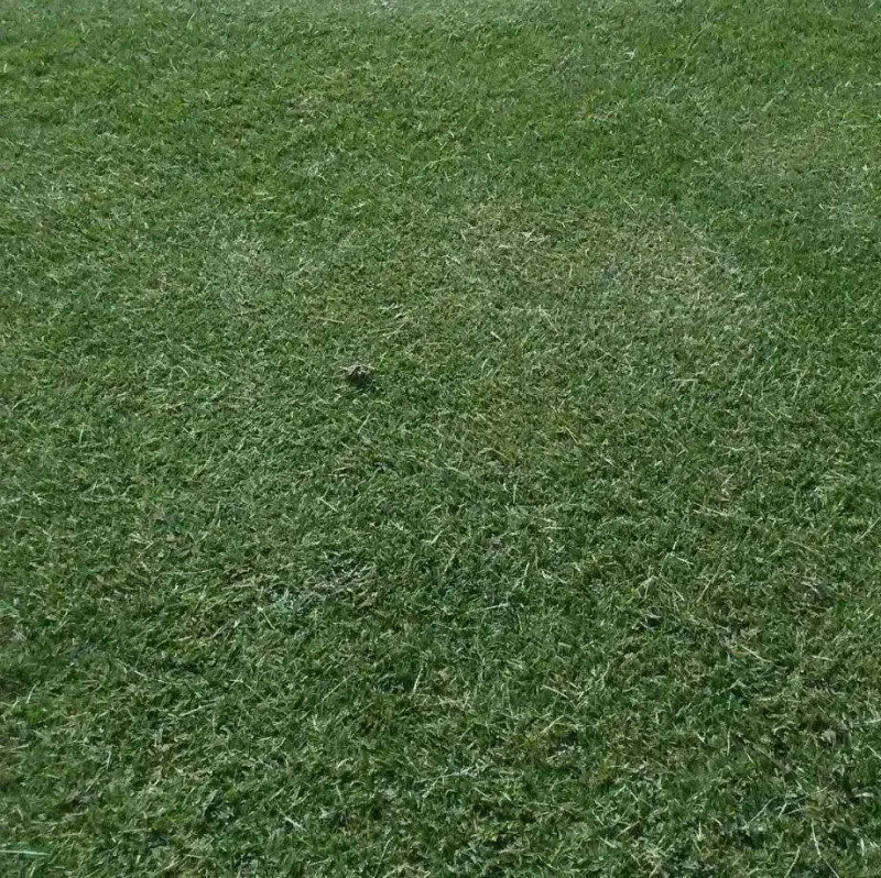 Skip Extra Feedings When Grass Is Already Growing Well Skip Extra Feedings When Grass Is Already Growing Well