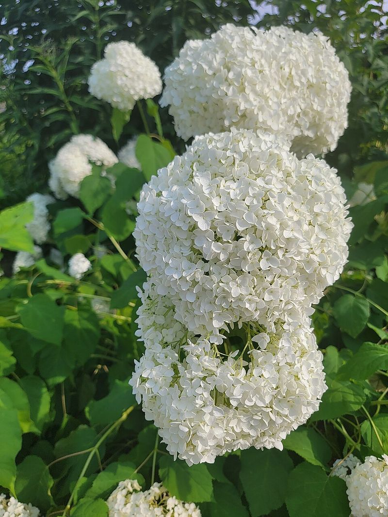 Skip Extra Fertilizer That Pushes Soft Stems