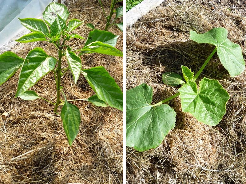 Skip Fertilizer Until The Heat Wave Passes