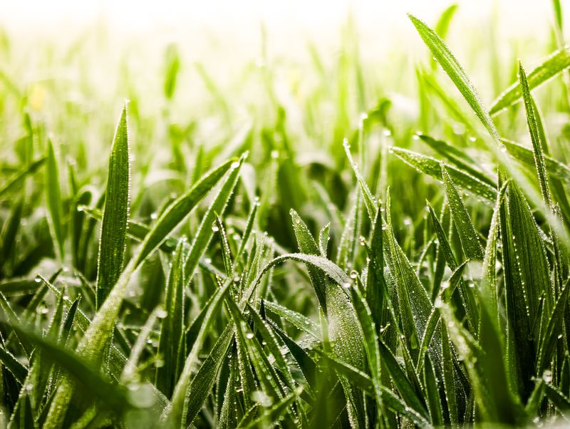 Skip Fertilizing Until Conditions Cool Skip Fertilizing Until Conditions Cool
