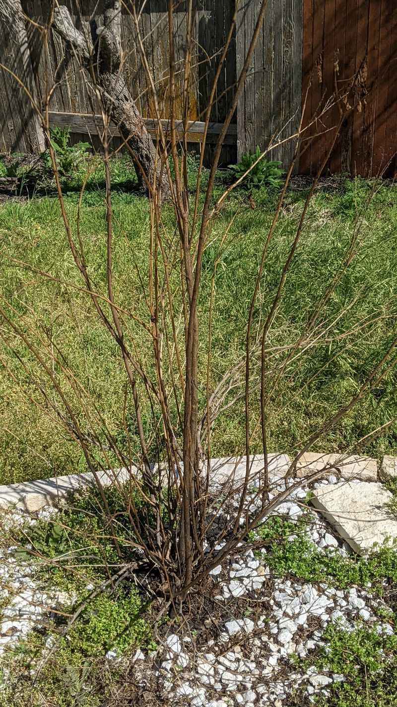 Skip Hard Pruning During Peak Blooming Season