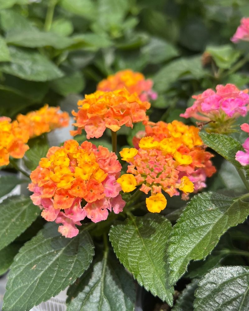 Skip Heavy Fertilizer Applications In Summer