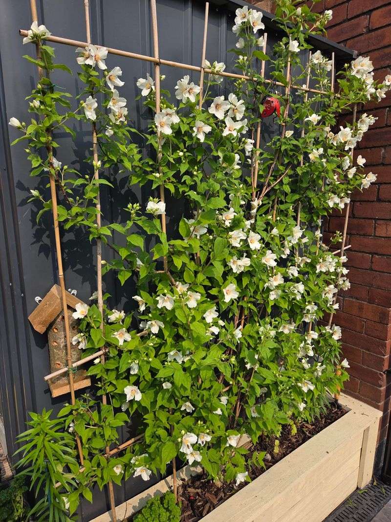 Skip Heavy Fertilizer If You Want More Blooms Skip Heavy Fertilizer If You Want More Blooms