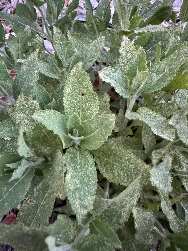 Skip Heavy Fertilizer That Pushes Leaves Over Flowers Skip Heavy Fertilizer That Pushes Leaves Over Flowers