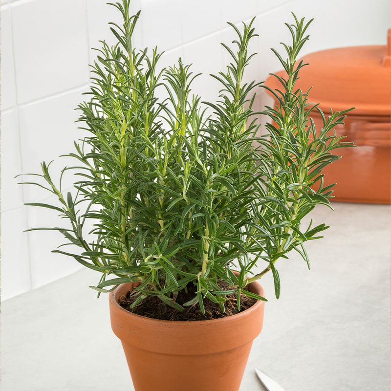 Skip Heavy Garden Soil In Containers