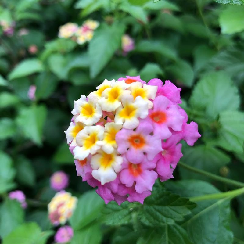 Skip Heavy Nitrogen Fertilizer