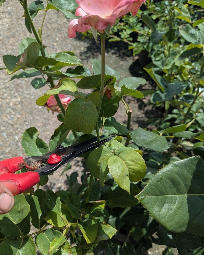Skip Heavy Pruning During Heat Stress Skip Heavy Pruning During Heat Stress
