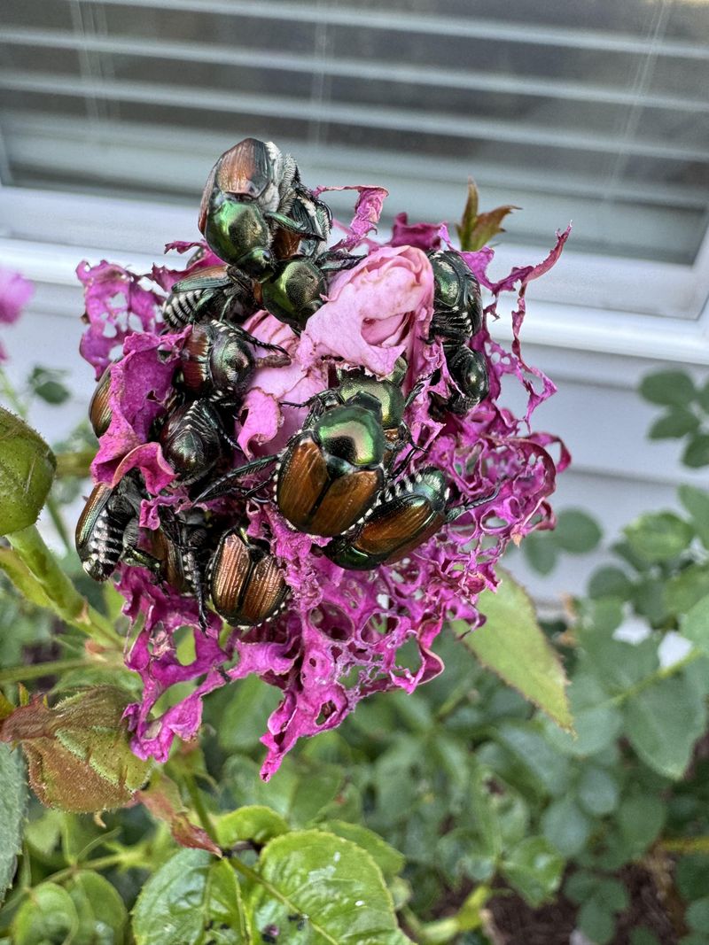 Skip Japanese Beetle Traps Near Roses Skip Japanese Beetle Traps Near Roses
