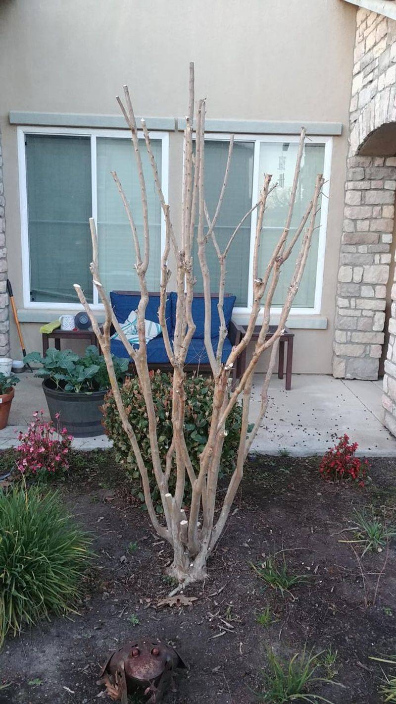 Skip Late Pruning If You Want Blooms Skip Late Pruning If You Want Blooms