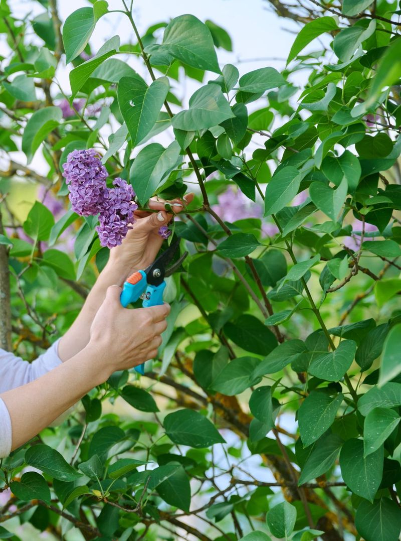 Skip Late Summer Pruning That Steals Next Year's Blooms Skip Late Summer Pruning That Steals Next Year's Blooms