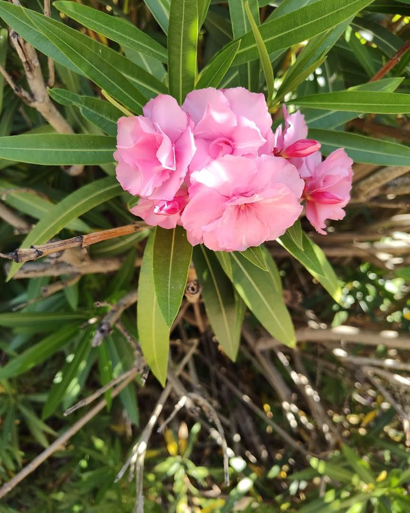 Skip Major Pruning During Extreme Heat