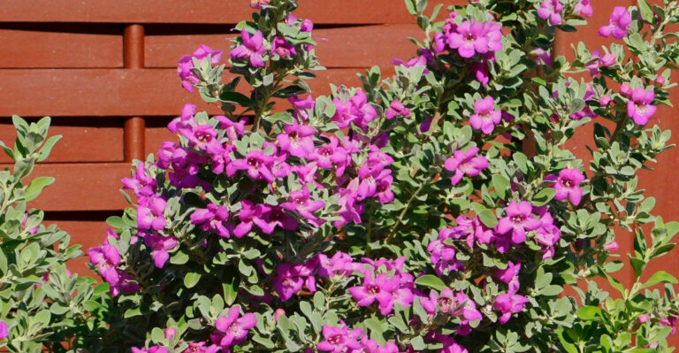 Skip Oleander Along Your Texas Fence And Plant These Safer Native Alternatives Instead