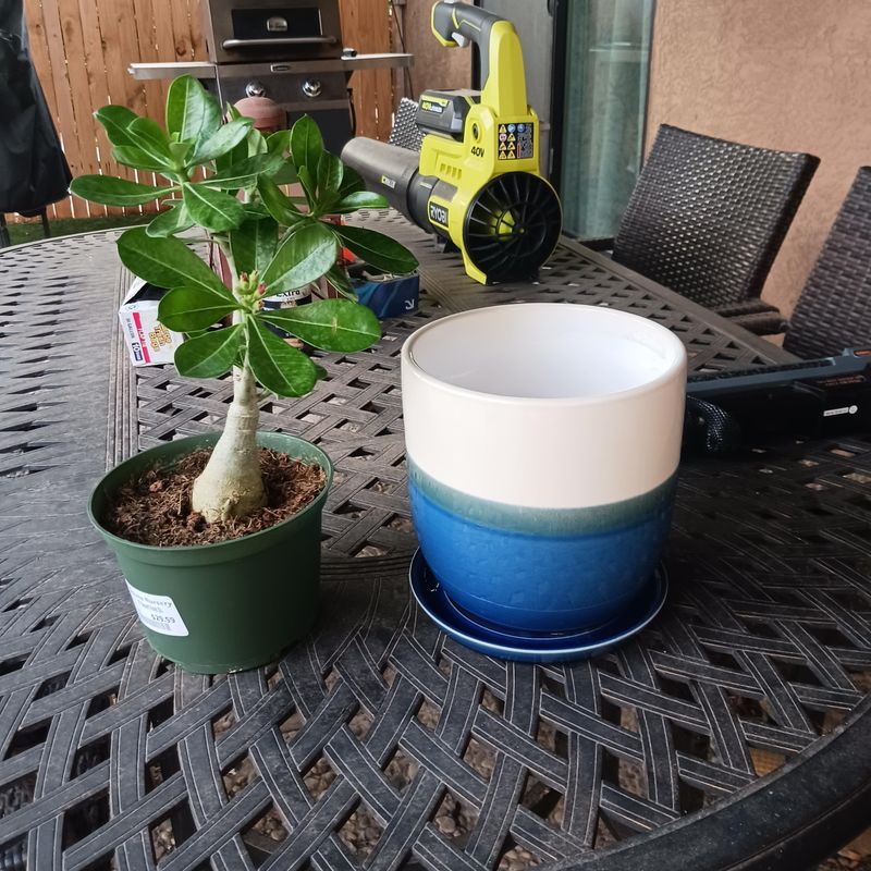 Skip Oversized Pots That Hold Too Much Moisture Skip Oversized Pots That Hold Too Much Moisture
