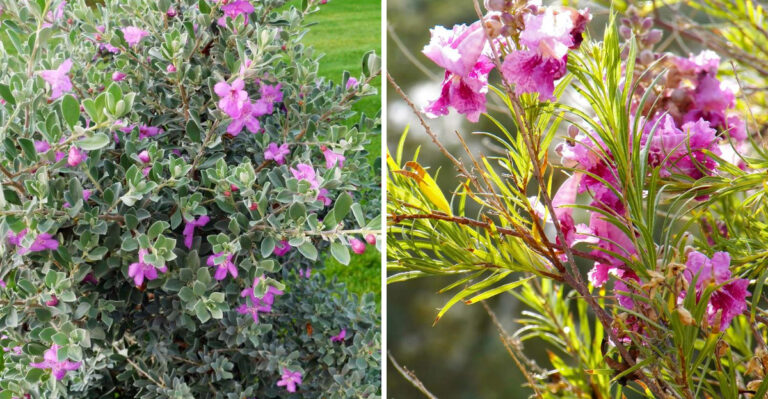 texas sage and desert willow