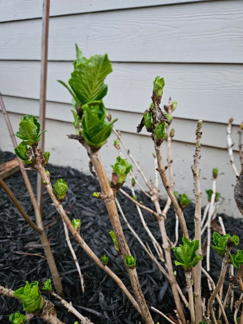 Skip Pinching And Use Selective Pruning Instead